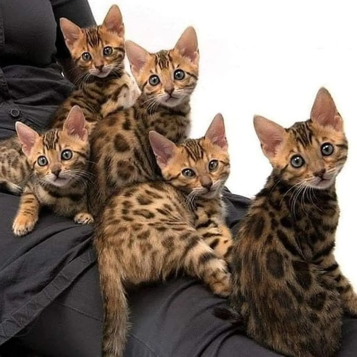 КОШКА МЭЙН-КУН ЖДЕТ ВСТРЕЧИ С НОВОЙ СЕМЬЕЙ 34/ 632 / 000/ 221