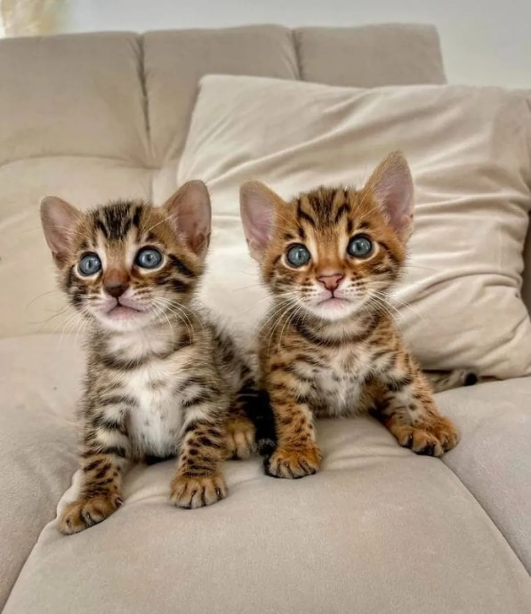 GATITO MAINE COON LISTO PARA LLENAR DE ALEGRÍA UN NUEVO HOGAR 34/ 632 / 000/ 221