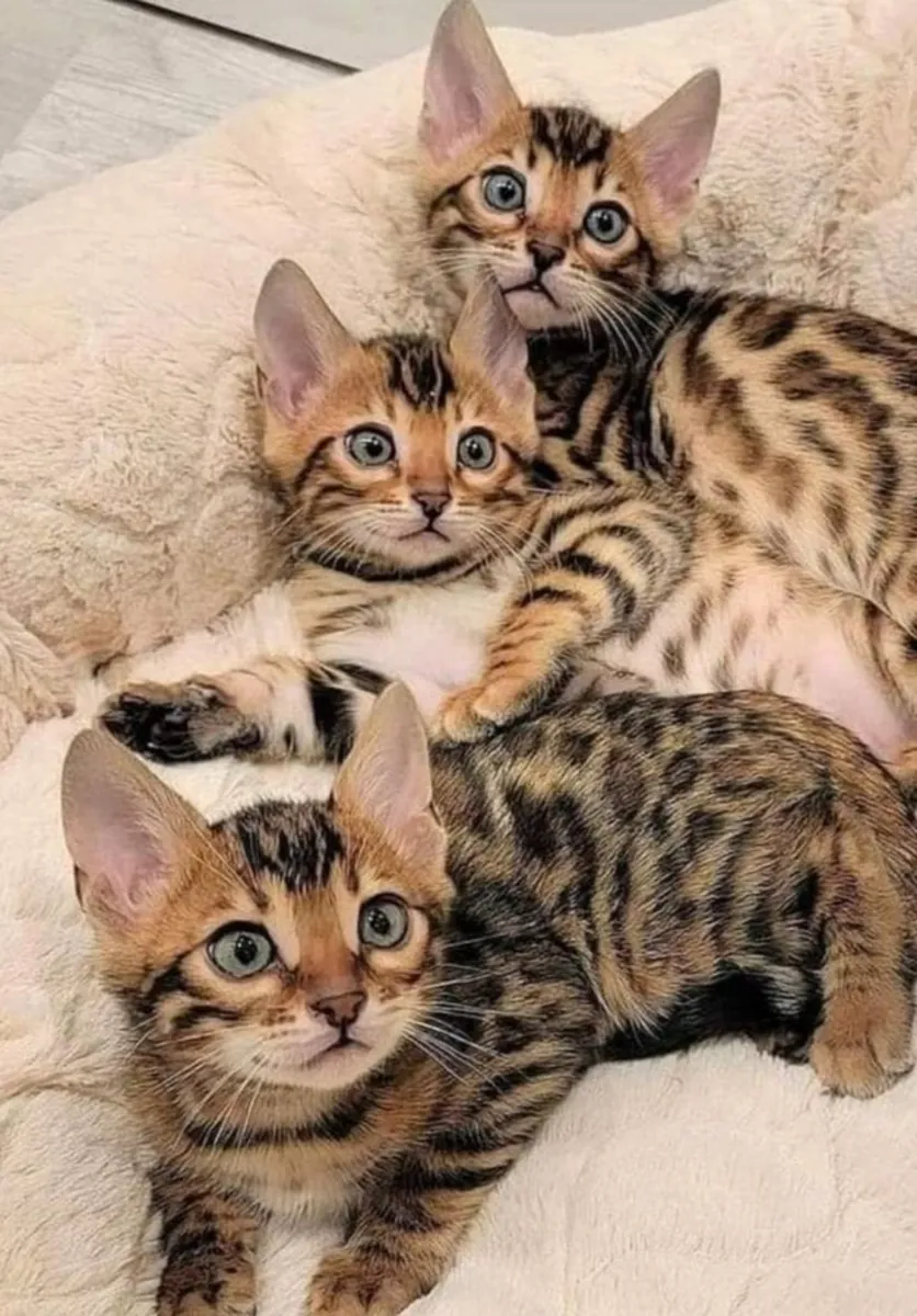 GATITO MAINE COON BUSCA UNA FAMILIA PARA COMPARTIR MUCHO CARIÑO 34/ 632 / 000/ 221