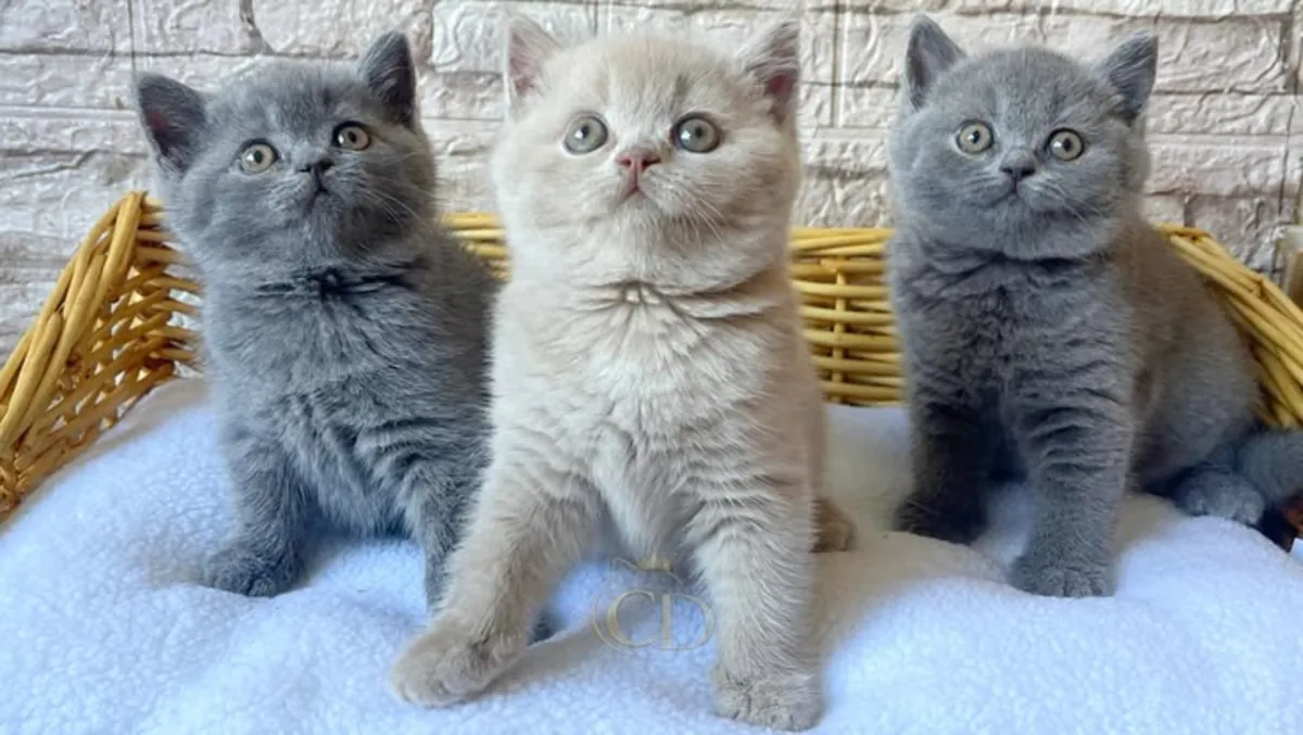GATITO BRITISH SHORTHAIR BUSCA UNA FAMILIA ESPECIAL 34/ 632 / 000/ 221