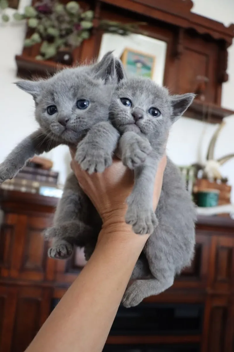 GATITO BRITISH SHORTHAIR ESPERANDO UNA FAMILIA ESPECIAL 34/ 632 / 000/ 221