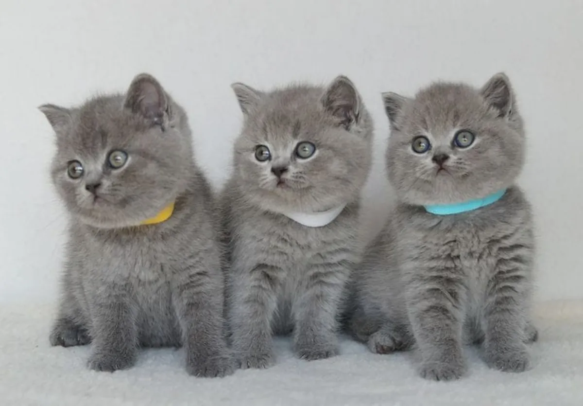 GATITO BRITISH SHORTHAIR ESPERANDO UN HOGAR DONDE CRECER FELIZ 34/ 632 / 000/ 221