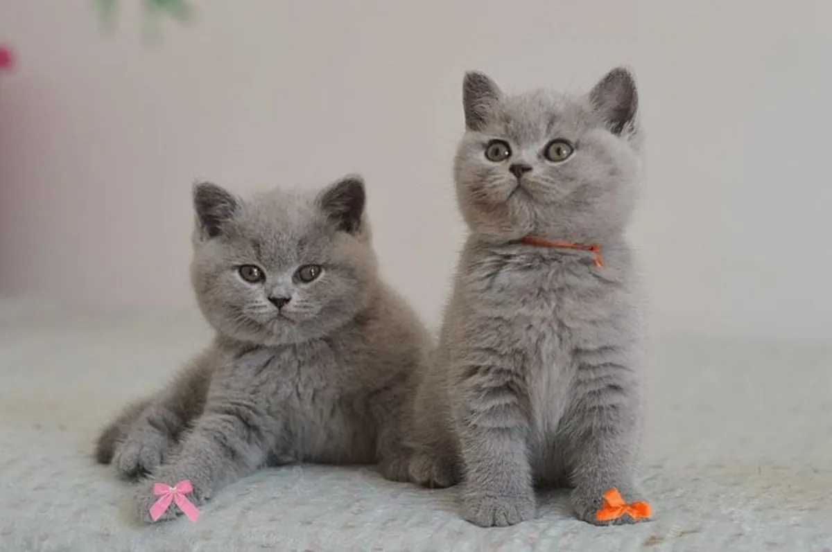 GATITO BRITISH SHORTHAIR EN BUSCA DE UN HOGAR ESPECIAL 34/ 632 / 000/ 221