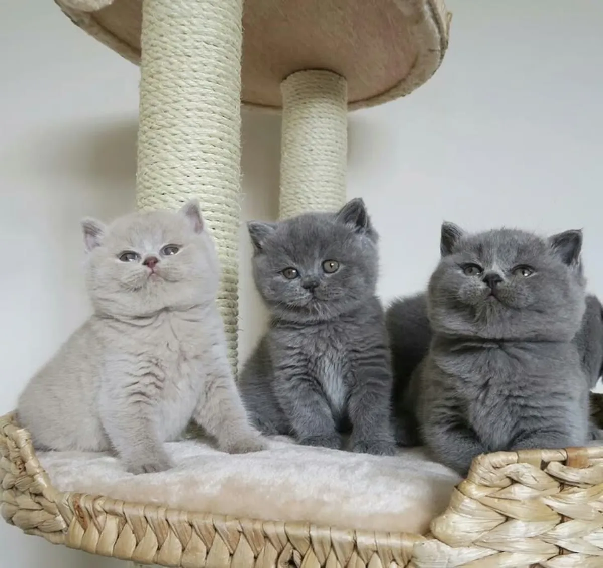 英国短毛猫寻找一个给它幸福家庭的家庭 34/ 632 / 000/ 221