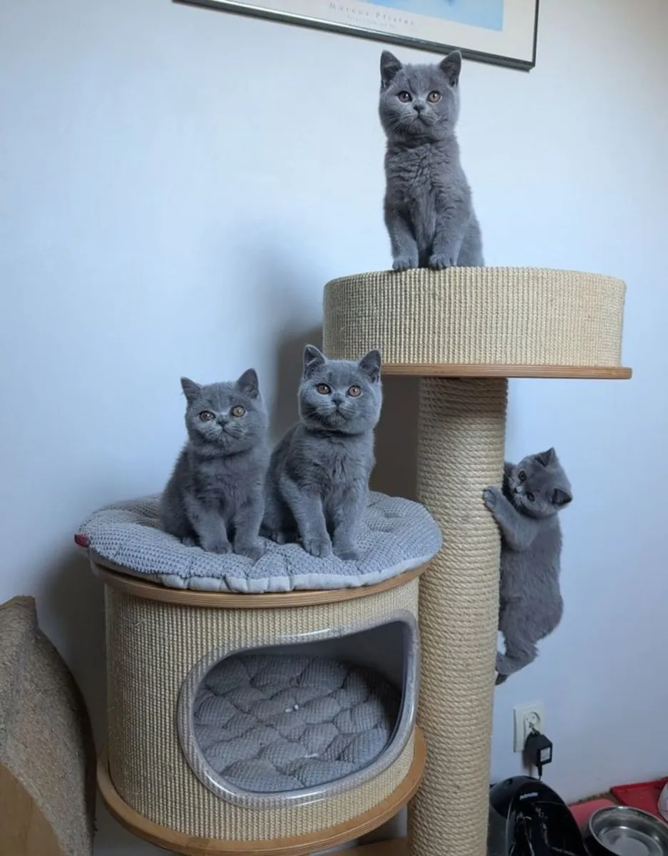 BRITANYA KISIR KEDİSİ, ONU SEVECEK BİR AİLE BEKLİYOR 34/ 632 / 000/ 221