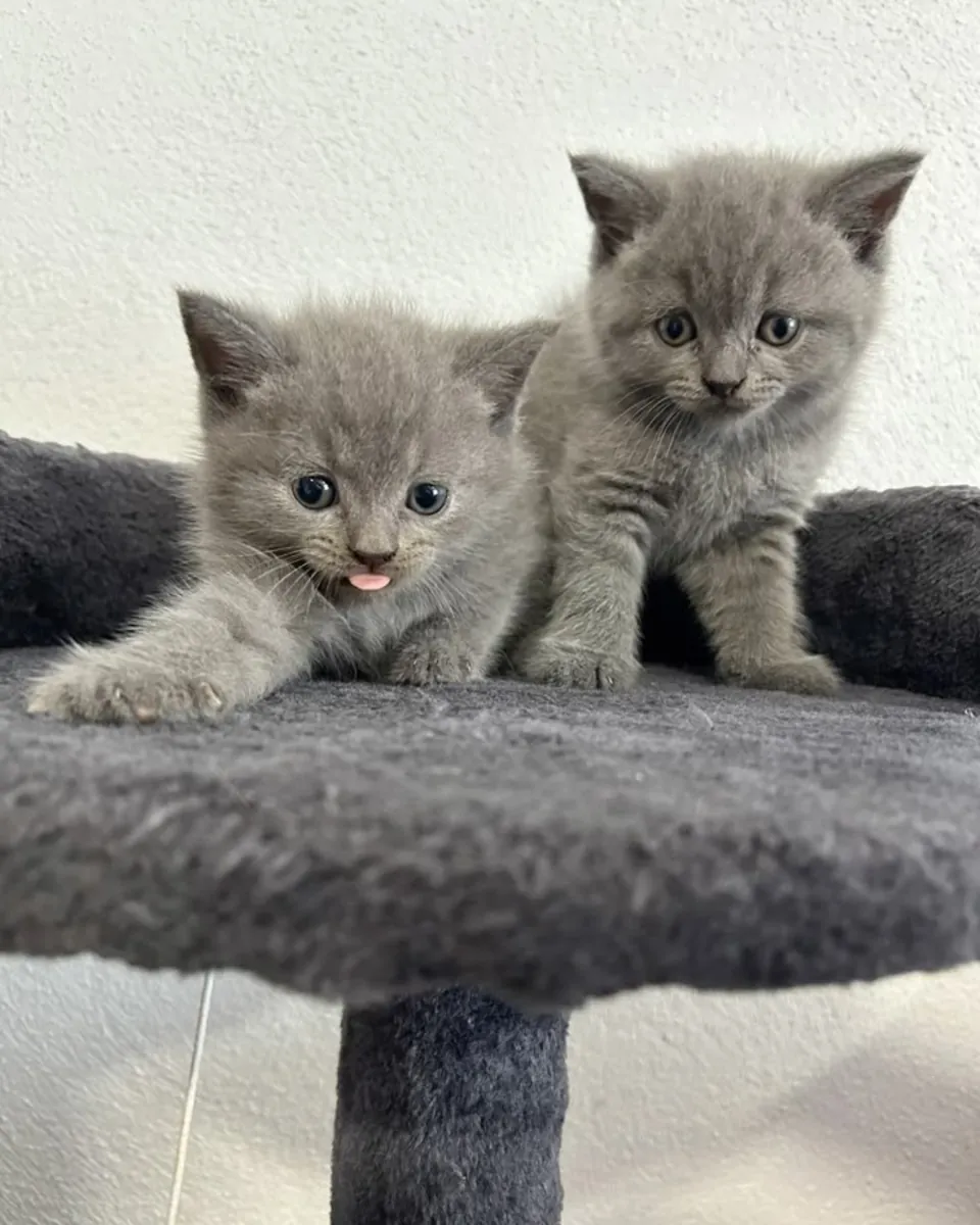 准备寻找新家的英国短毛猫小猫 34/ 632 / 000/ 221