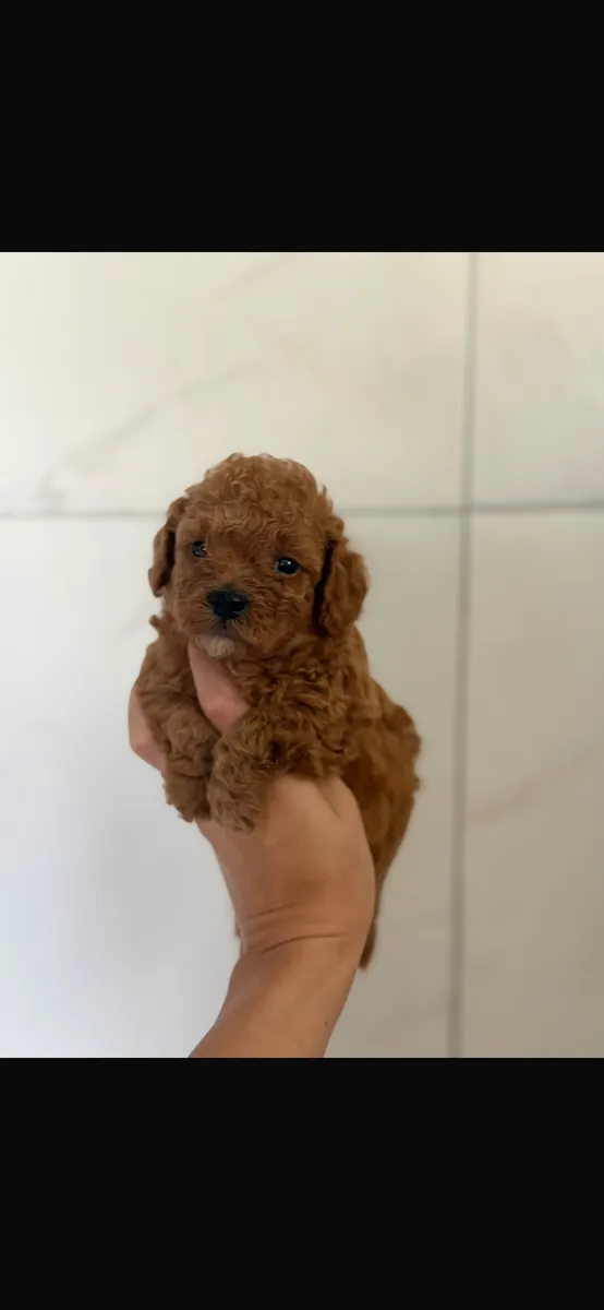 Sevimli redbrown toypoodleımız
