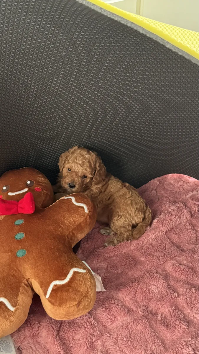 Sevimli redbrown toypoodleımız