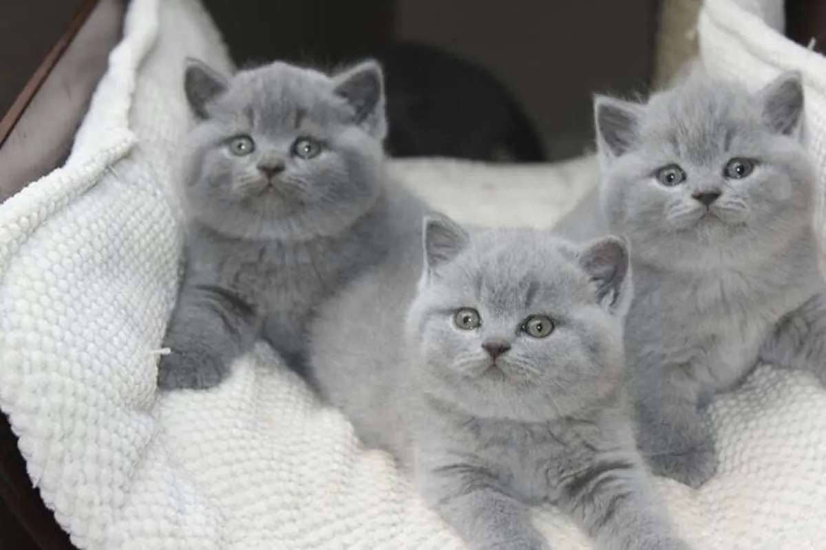 GATITO BRITISH SHORTHAIR BUSCA UN HOGAR DONDE CRECER FELIZ 34/ 632 / 000/ 221