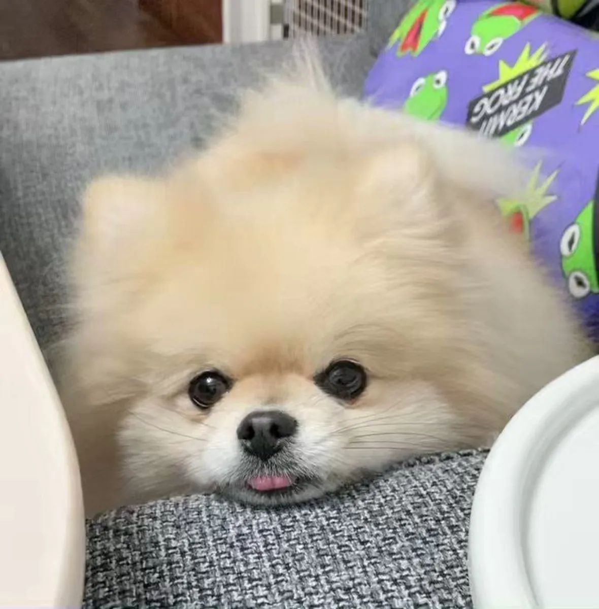 Lovable Pomeranian puppies available for rehoming.