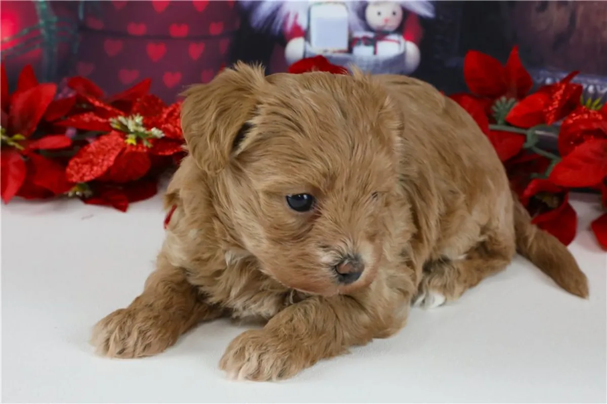马尔提普犬幼犬