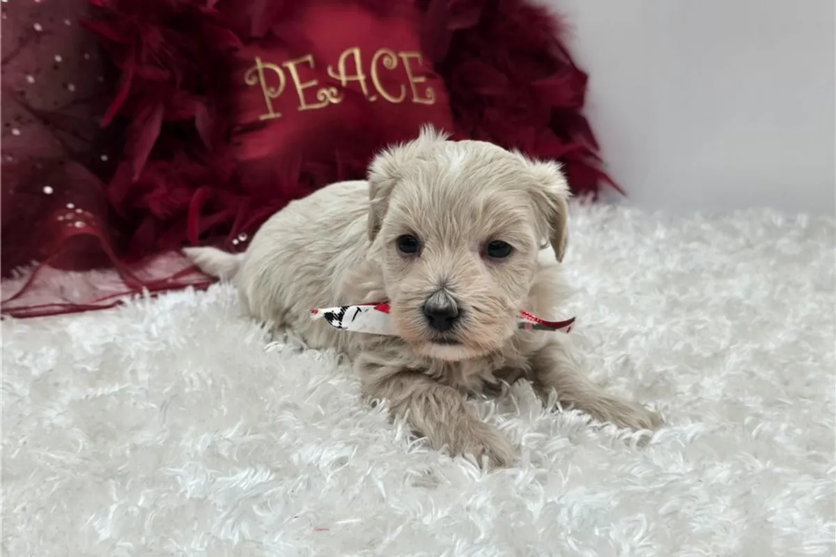 马尔提普犬幼犬