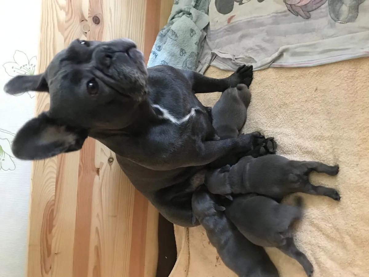 法国斗牛犬幼犬