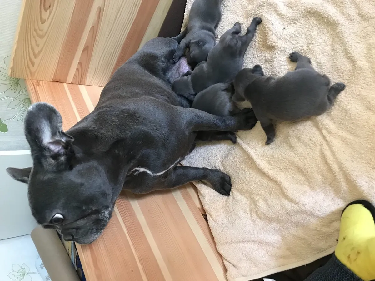 法国斗牛犬幼犬