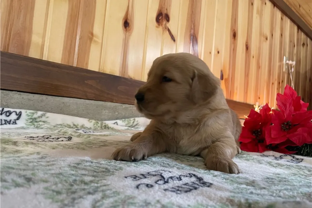 金毛寻回犬幼犬