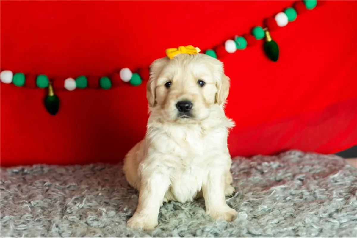 金毛寻回犬幼犬