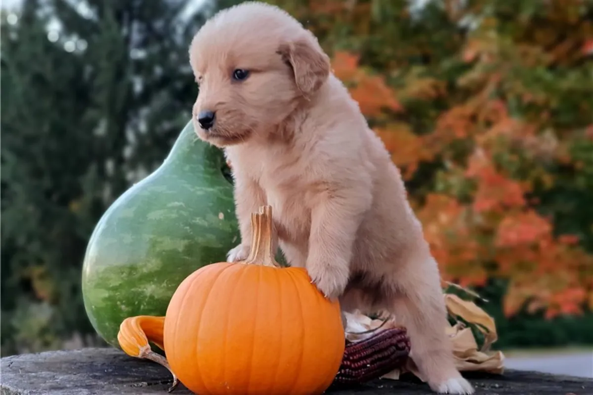 金毛寻回犬幼犬