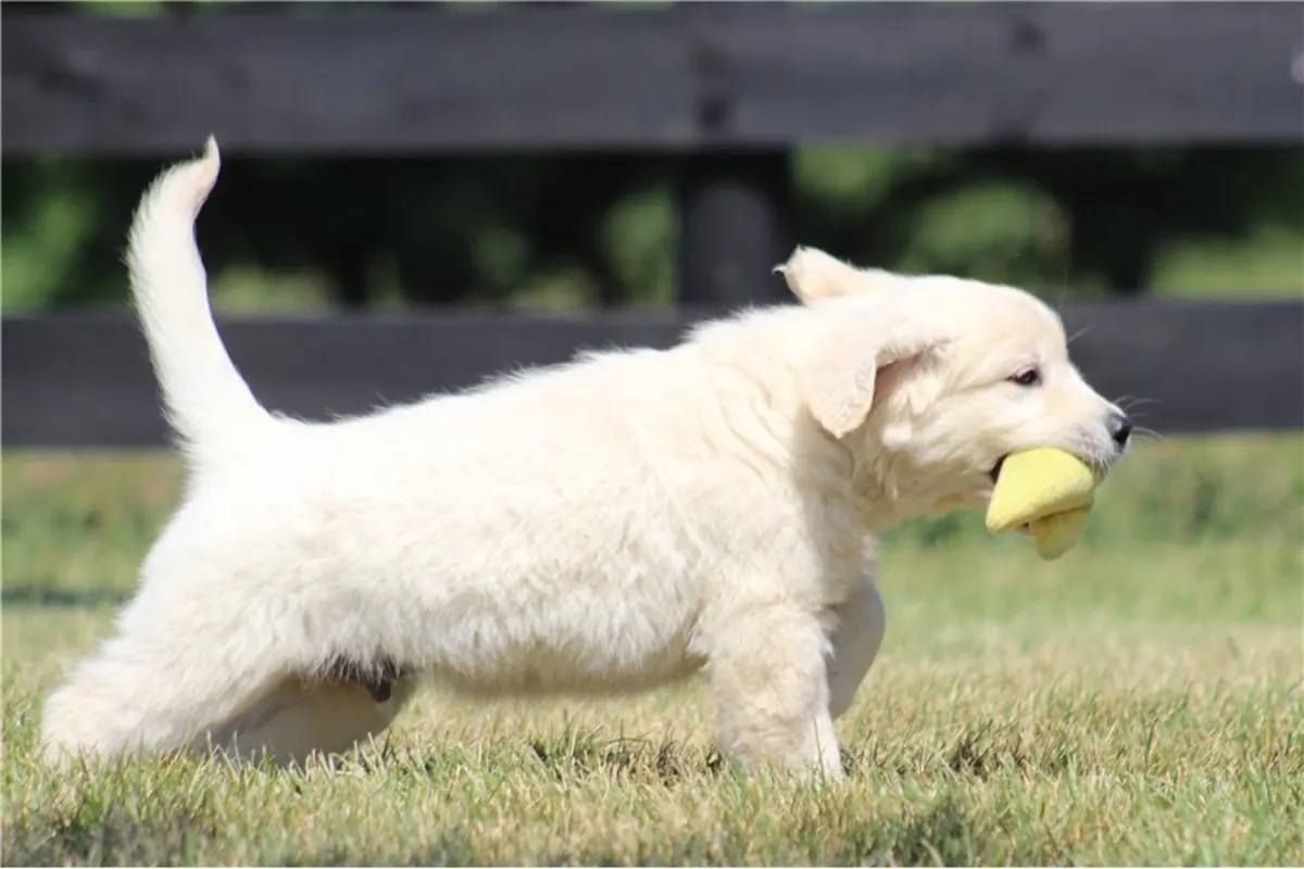 金毛寻回犬幼犬