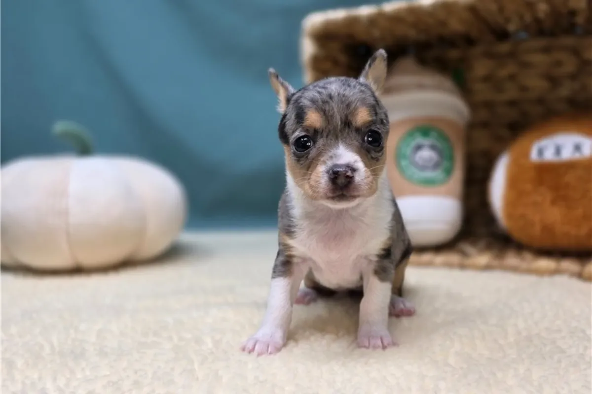 Chihuahua Yavruları