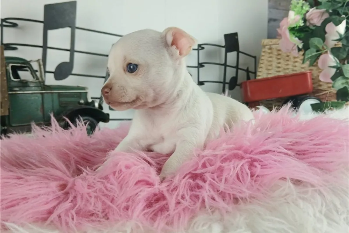 Chihuahua Yavruları