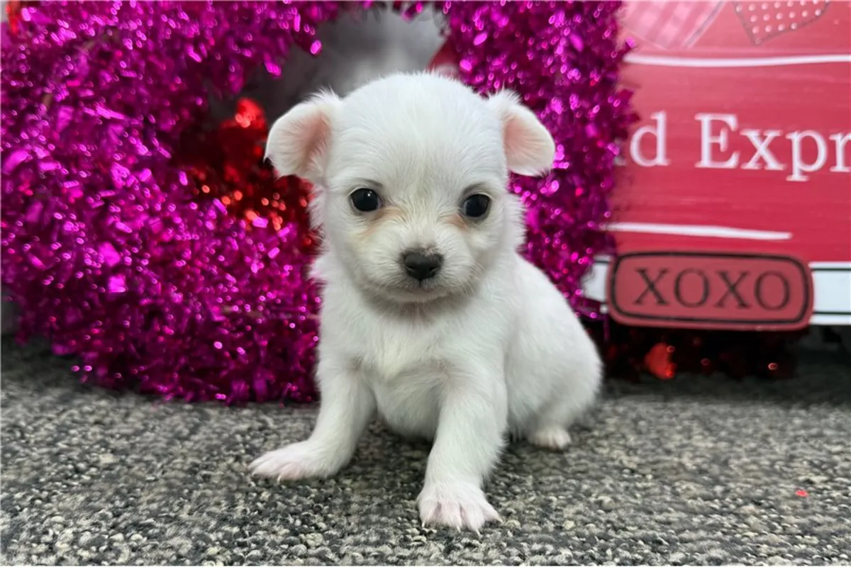 Chihuahua Yavruları