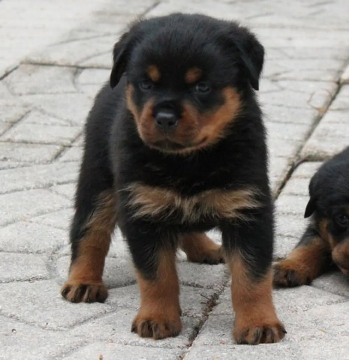 Rottweiler Yavruları