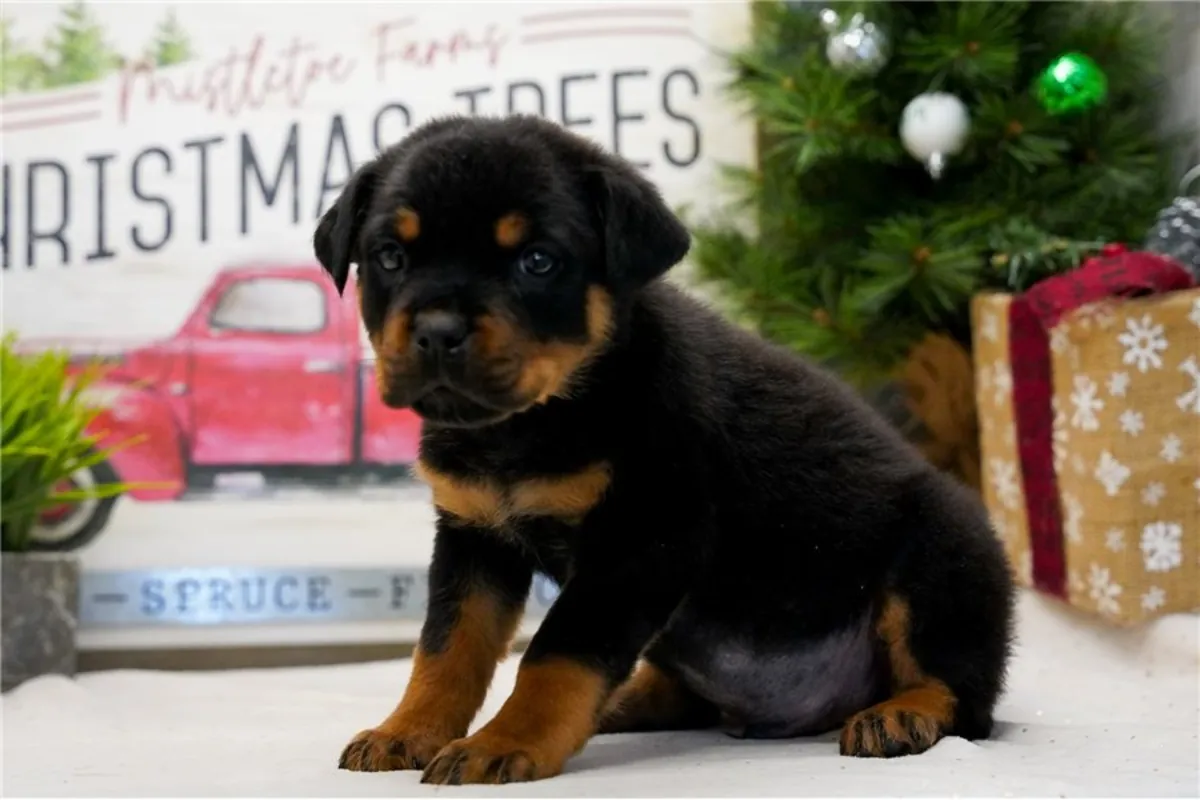 Rottweiler Yavruları