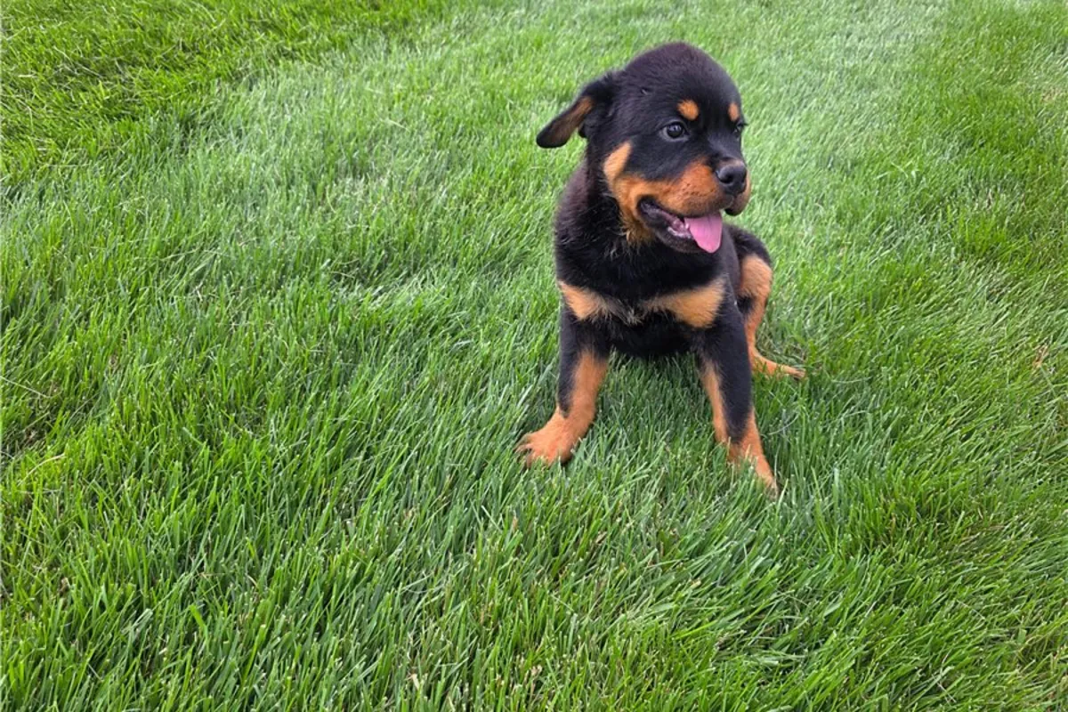 Rottweiler Yavruları