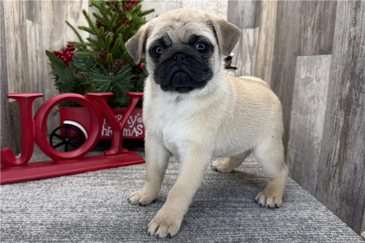 巴哥犬幼崽