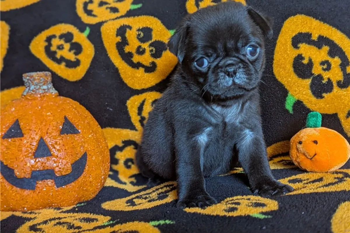 巴哥犬幼崽