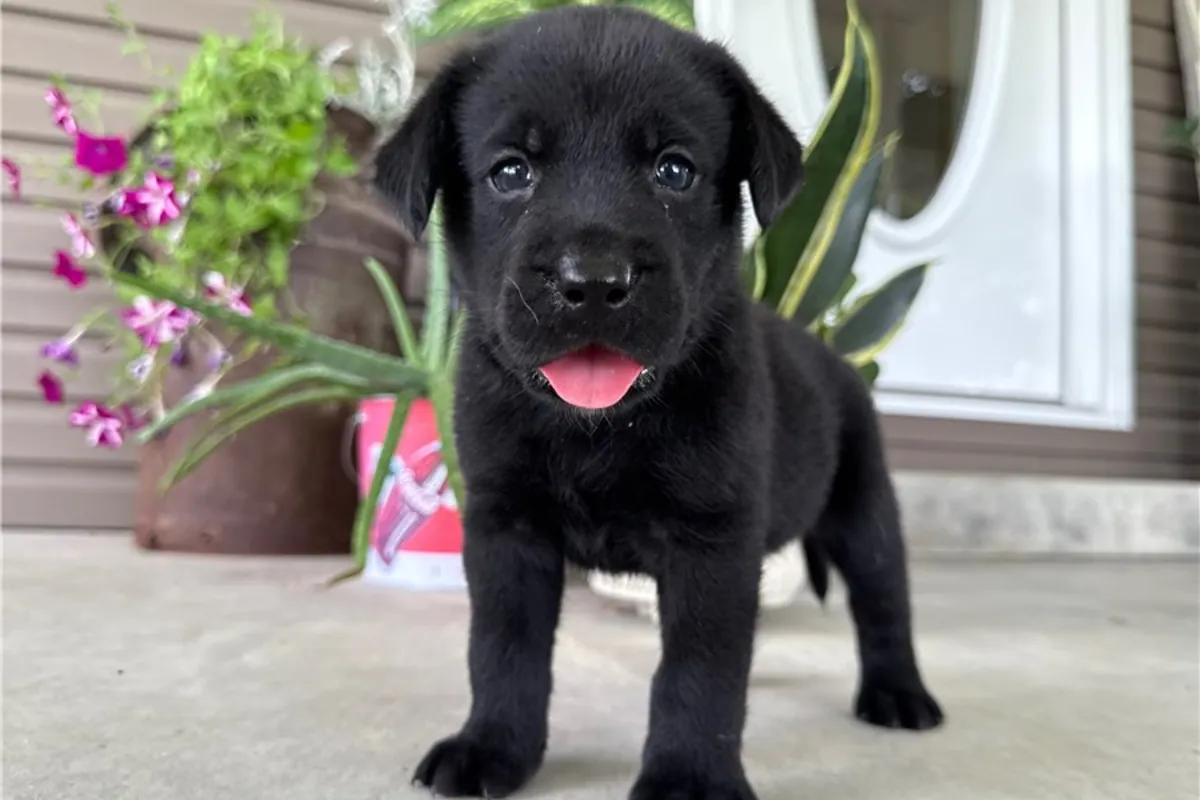 Labrador Retriever Yavruları