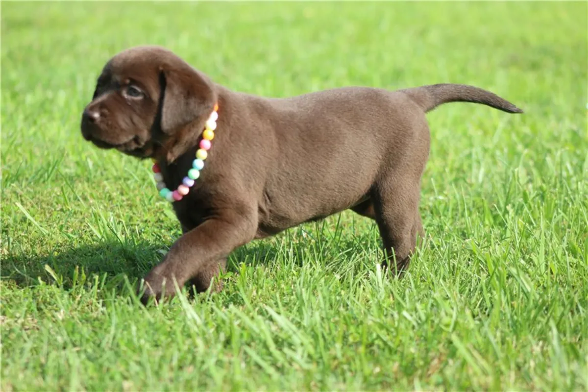 Labrador Retriever Yavruları