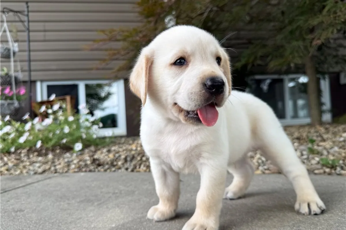 Labrador Retriever Yavruları
