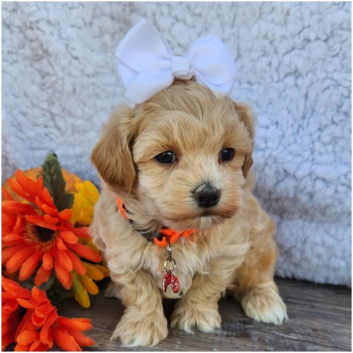 Maltipoo Yavruları