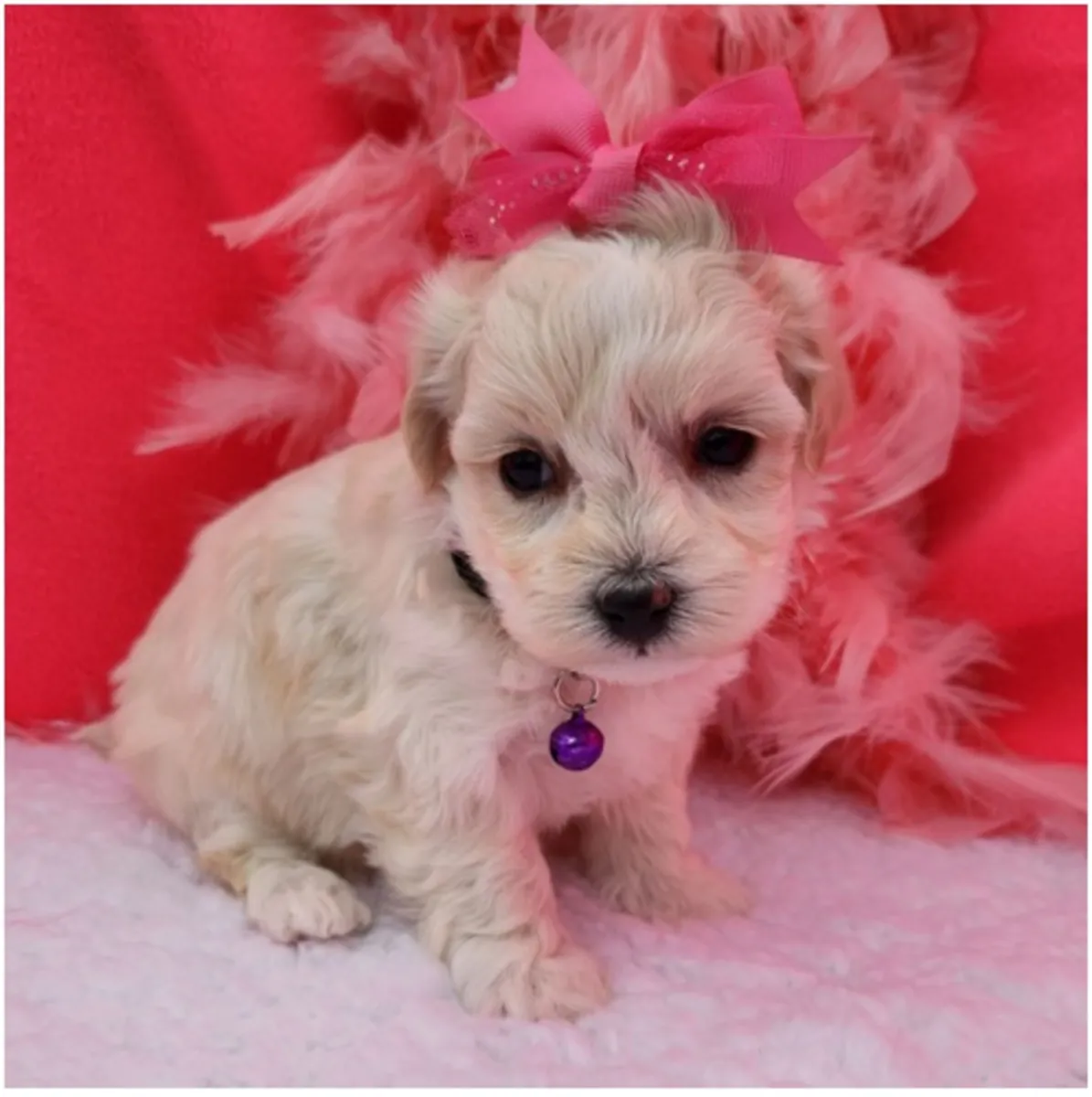 Maltipoo Yavruları
