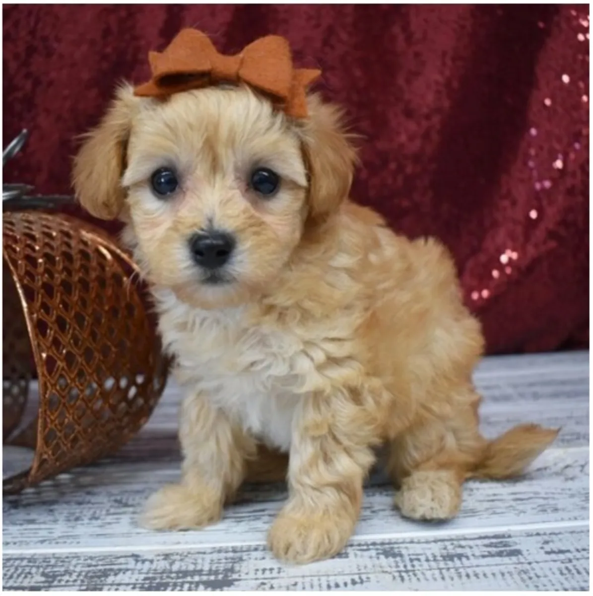 Maltipoo Yavruları