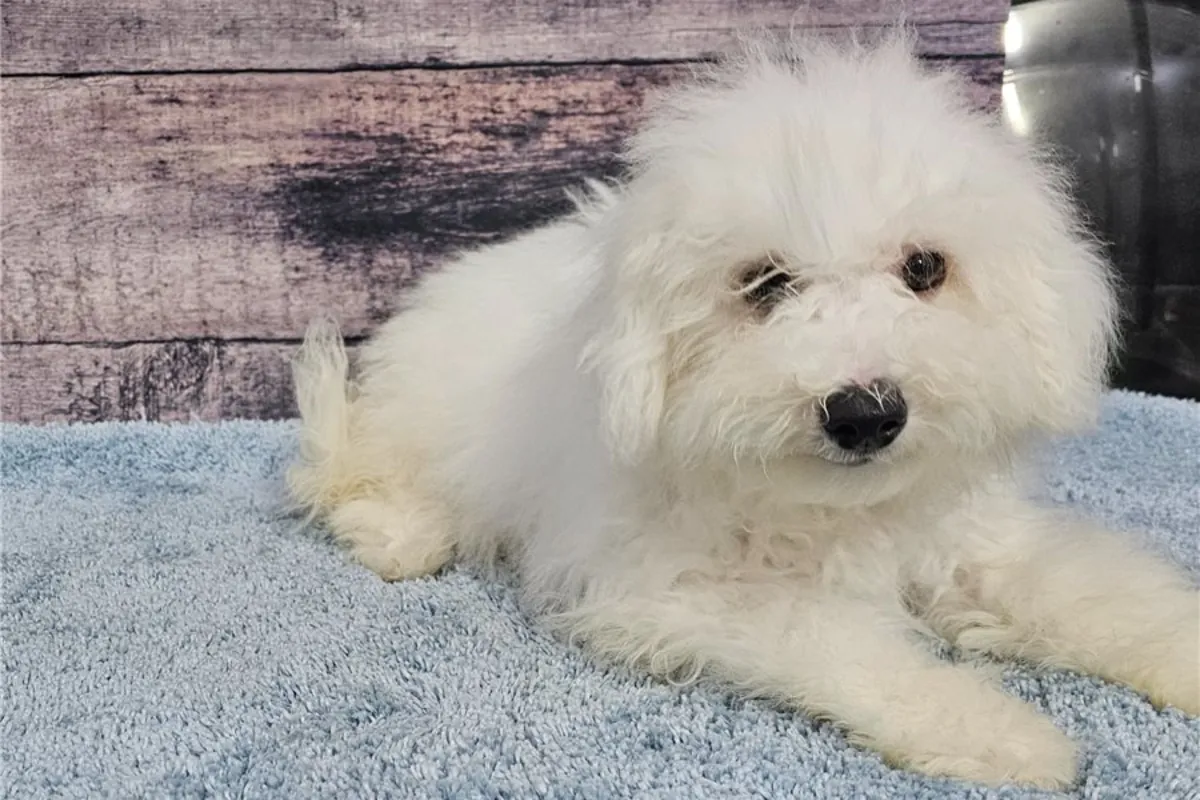 比熊犬幼犬
