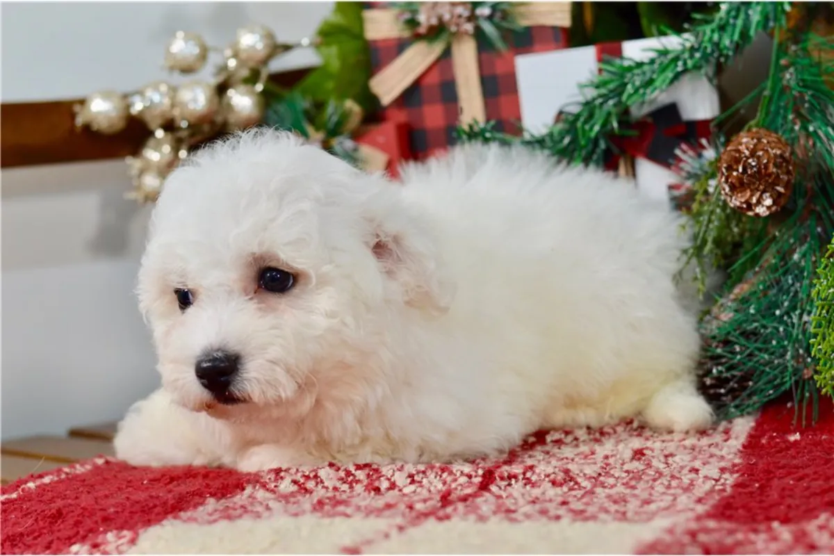 比熊犬幼犬