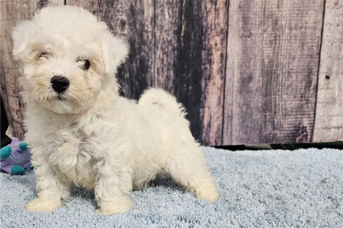 比熊犬幼犬