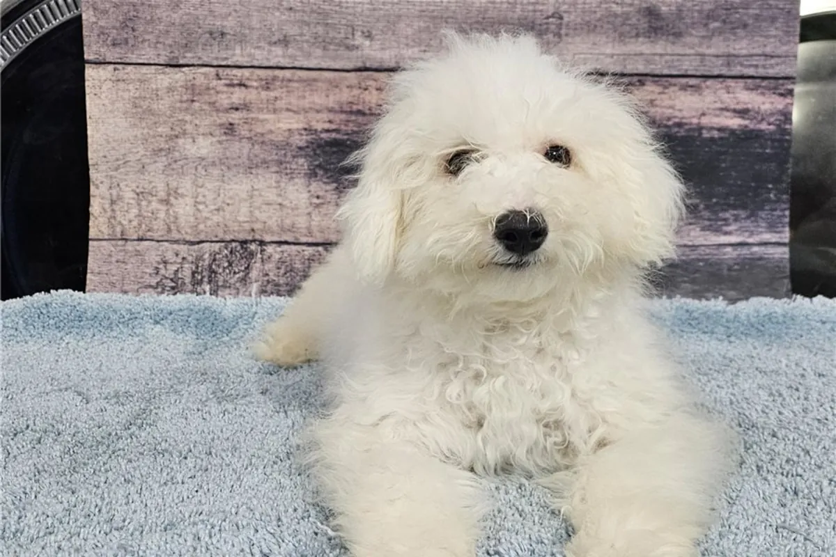 Cachorros de Bichón Frisé