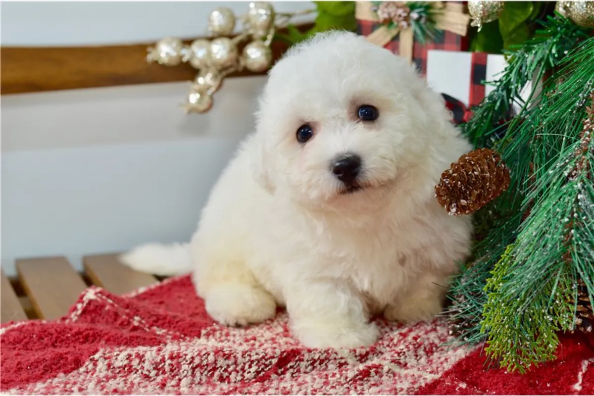 Cachorros de Bichón Frisé