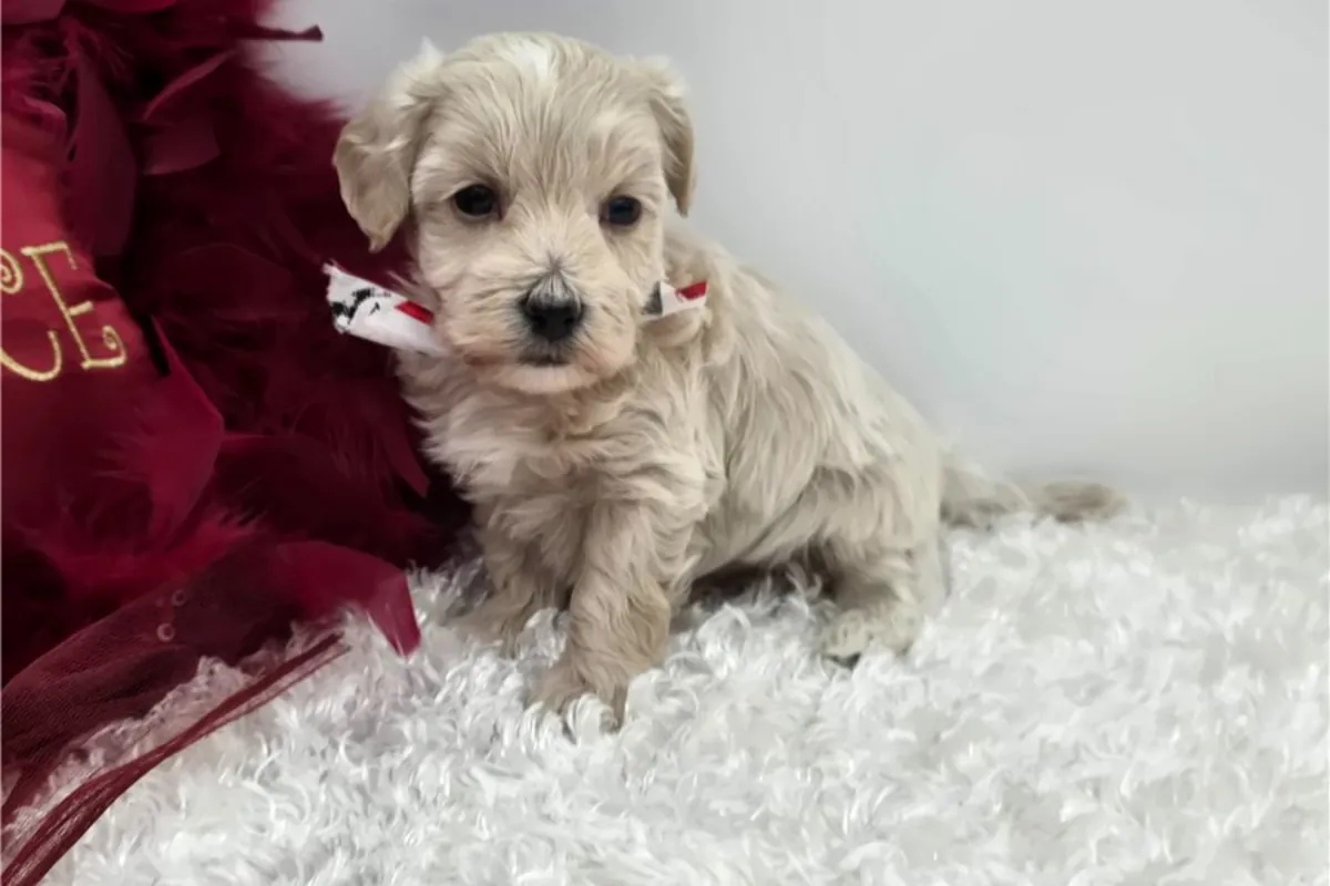马尔提普犬幼犬