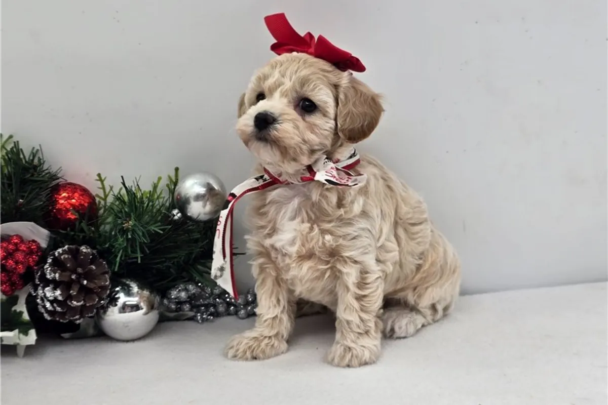 马尔提普犬幼犬