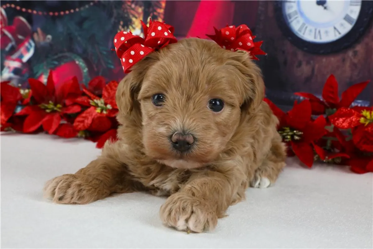 马尔提普犬幼犬