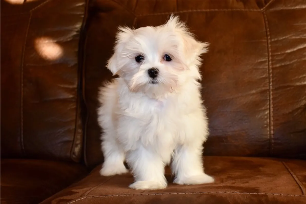 马尔济斯犬幼犬