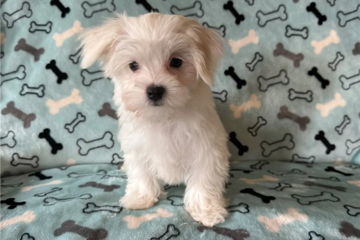 马尔济斯犬幼犬