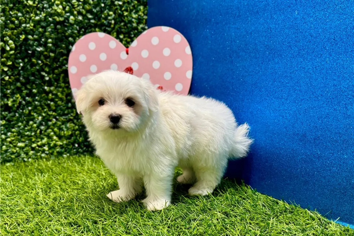 马尔济斯犬幼犬