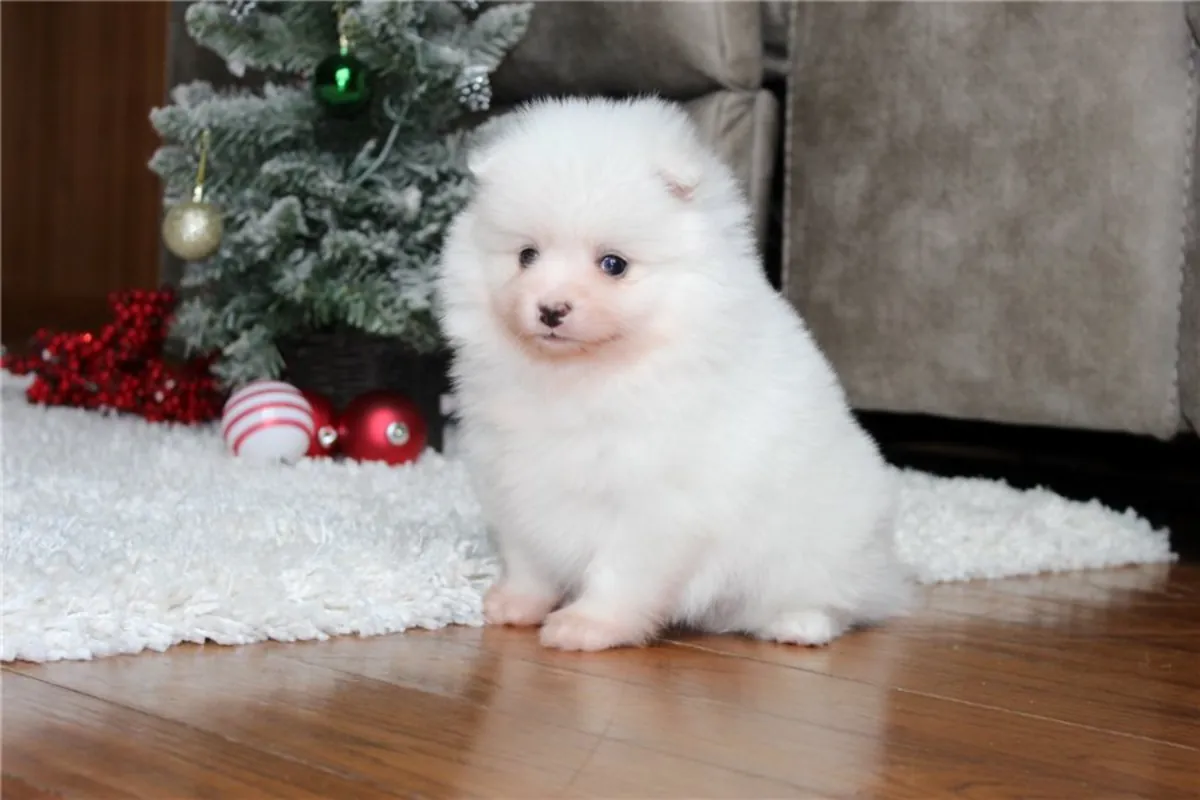 Pomeranian Yavruları