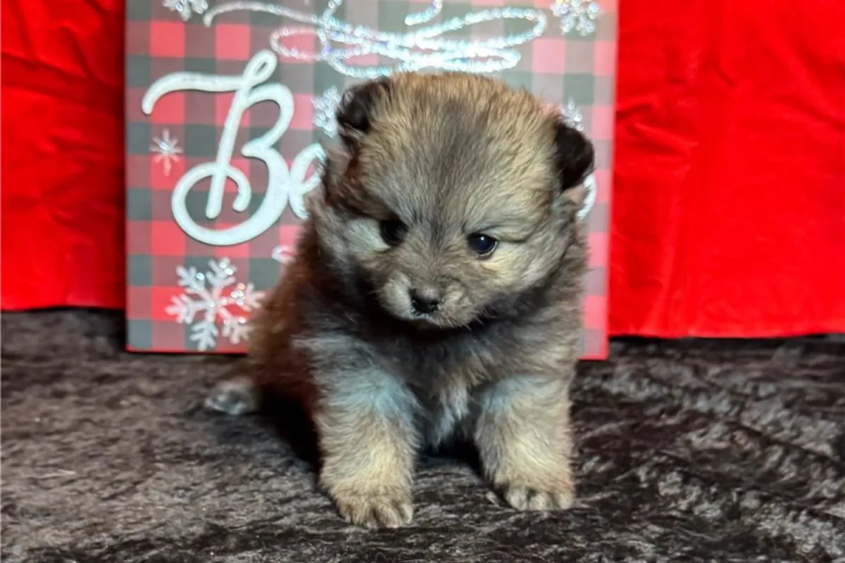 Pomeranian Yavruları