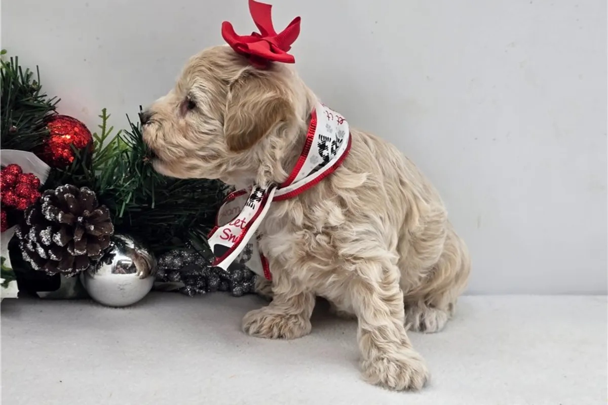 马尔提普犬幼崽